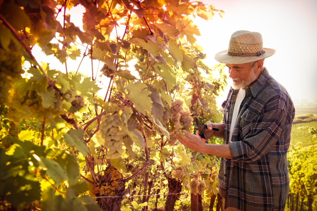 Welches sind die wichtigsten Länder für die Weinproduktion?
