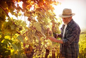 Welches sind die wichtigsten Länder für die Weinproduktion?